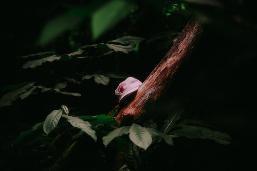 Shades of Rose Gold Cap